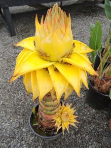 Musella lasiocarpa - Golden Lotus Banana