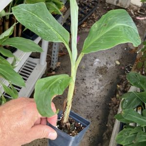 Golden Lotus Banana, Ensete Lasiocarpum/ Chinese Dwarf Banana Stock Image -  Image of member, lotus: 155307091