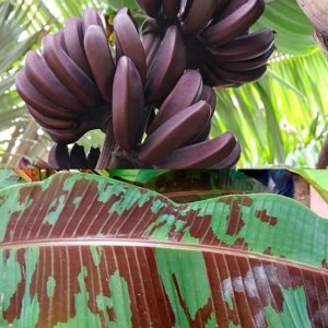 Sumatrana “X” Cross Banana