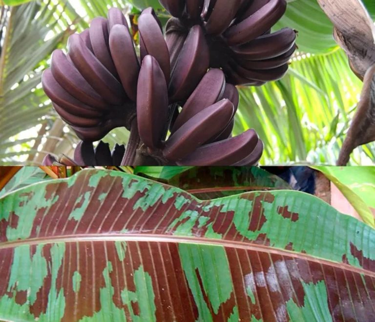Dwarf Red Banana Edible Red Banana Sumatrana “X” Cross Banana Gros Michel Banana