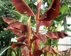 Siam Ruby Banana Plant