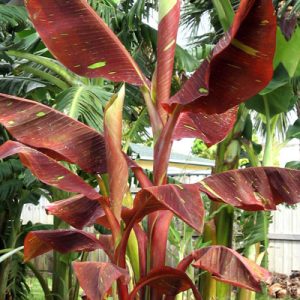 Golden Lotus Banana, Ensete Lasiocarpum/ Chinese Dwarf Banana Stock Image -  Image of member, lotus: 155307091