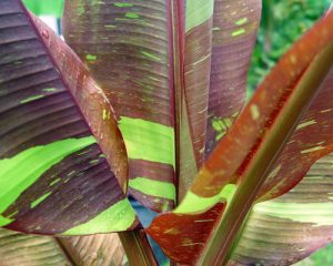 Siam Ruby Banana Plant