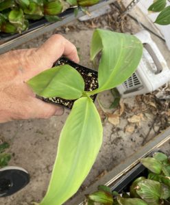 Siam Ruby Banana Plant