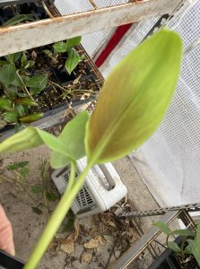 Siam Ruby Banana Plant