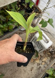 Siam Ruby Banana Plant