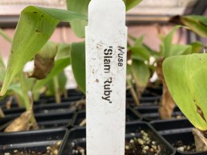 Siam Ruby Banana Plant
