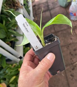 Nendran Banana aka Changalikodan Banana