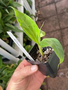 Nendran Banana aka Changalikodan Banana