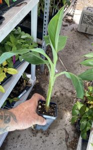 Burro Banana Plant