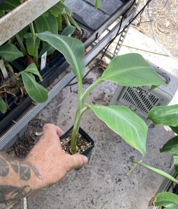 Burro Banana Plant