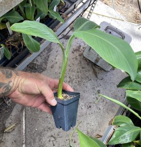 Burro Banana Plant